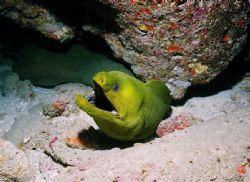 Green moray West Palm Beach Fl.
Nikonos V, 28mm lens, RS... by Charles Heath 